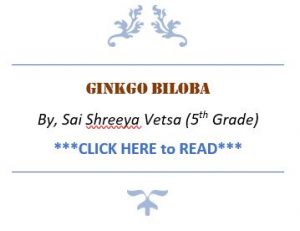 GinkgoBiloba-300x231