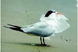 Tern-with-plastic-bag