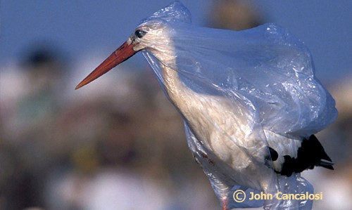 bird-plasticbag